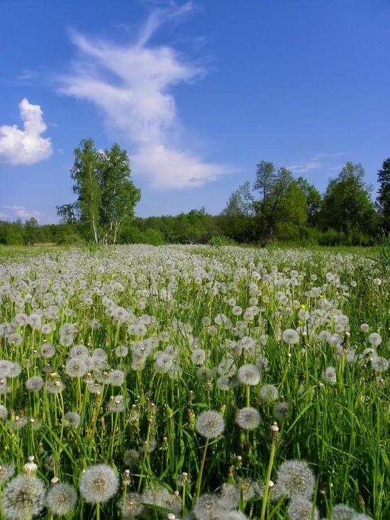 Грибова Рудня з panoramio.com - Грибова Рудня