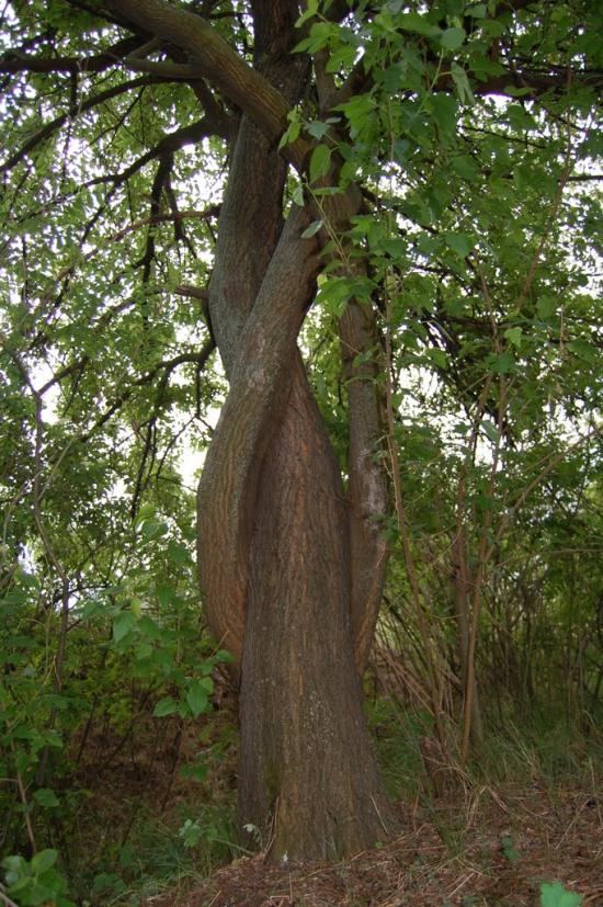 Леськи з panoramio.com - Леськи