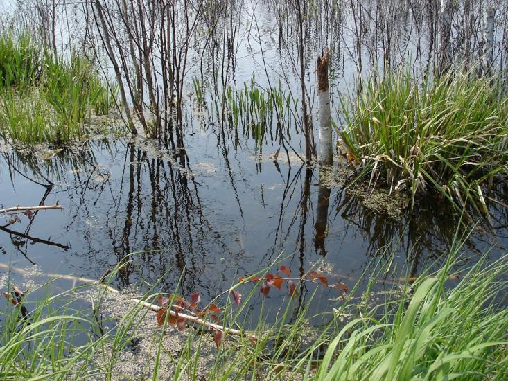 Ірдинь з panoramio.com - Ирдынь