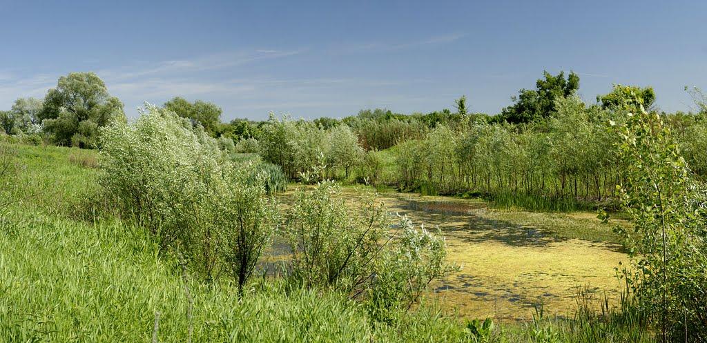 Піонерське з panoramio.com - Pionerske