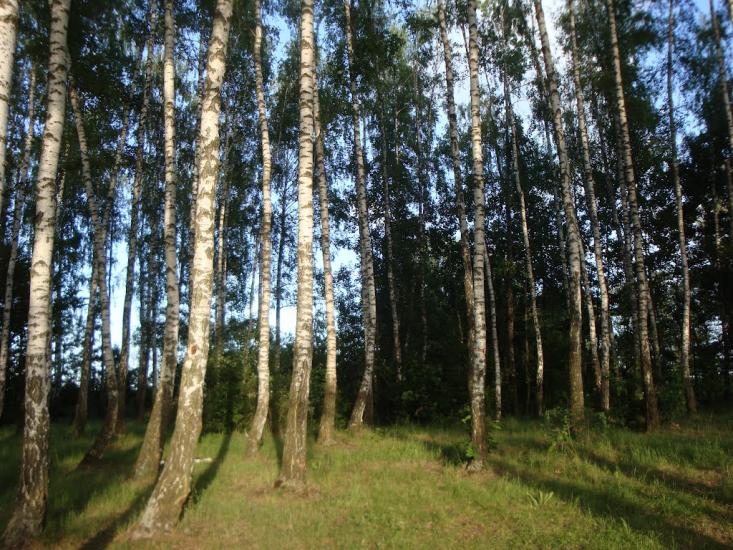 Бейзимівка з panoramio.com - Бейзимівка