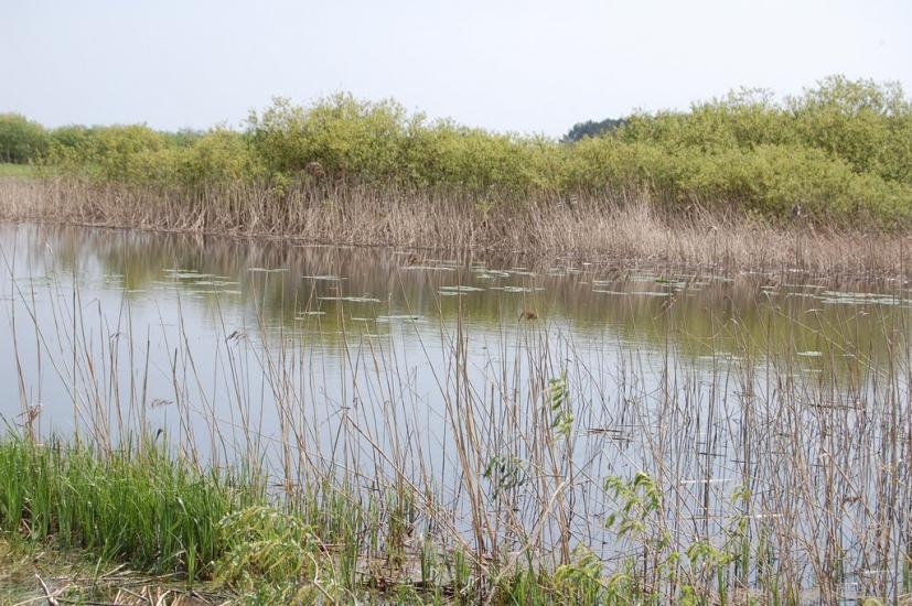 Куликовичі з panoramio.com - Kulykovychi