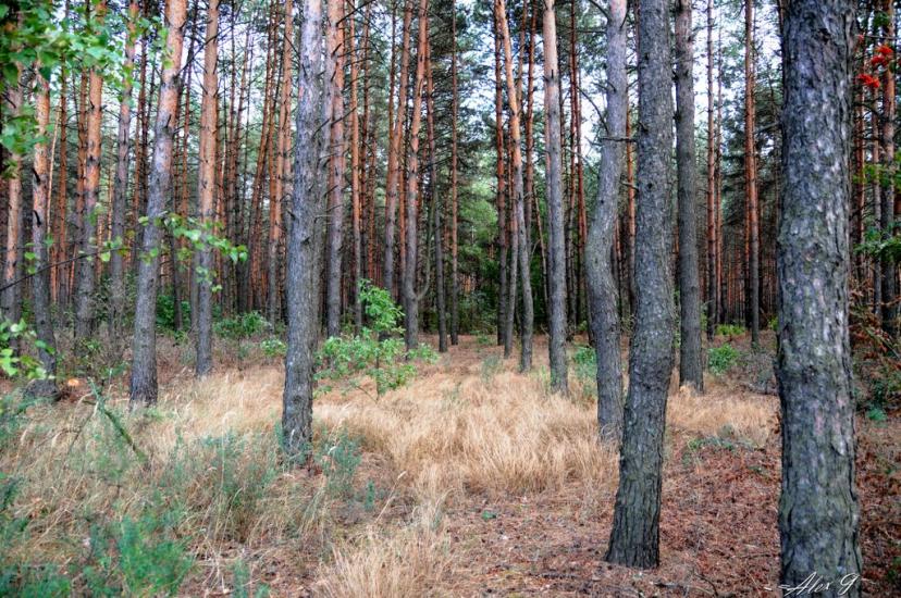 Обухів з panoramio.com - Обухов