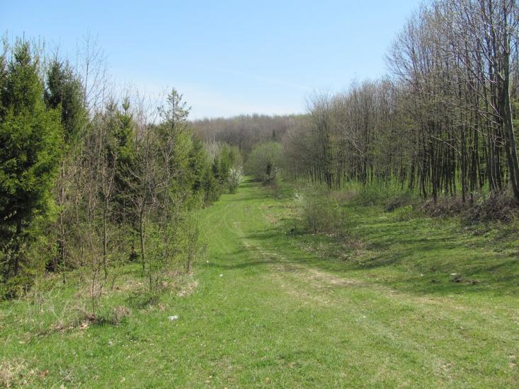 Добринівці з panoramio.com - Dobrynivtsi