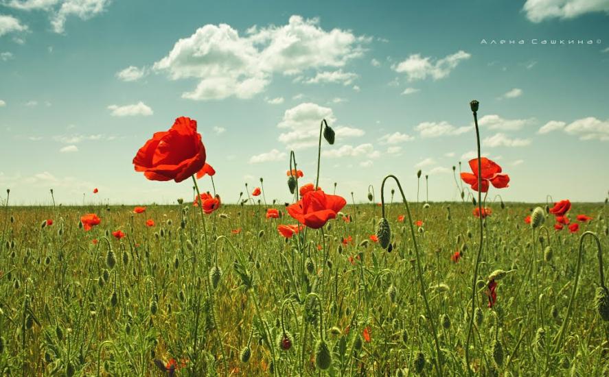 Комсомольське з panoramio.com - Комсомольське