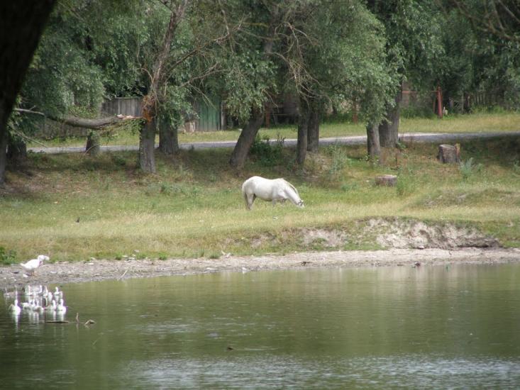 Гайове з panoramio.com - Gayove