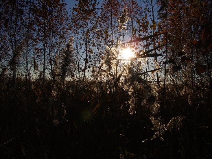 Ліпляве з panoramio.com - Лепляво