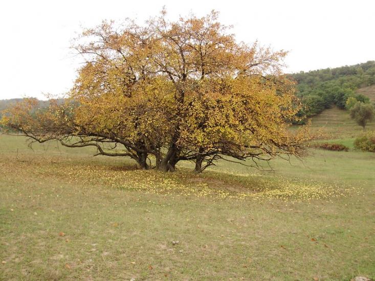 Ситники з panoramio.com - Ситники