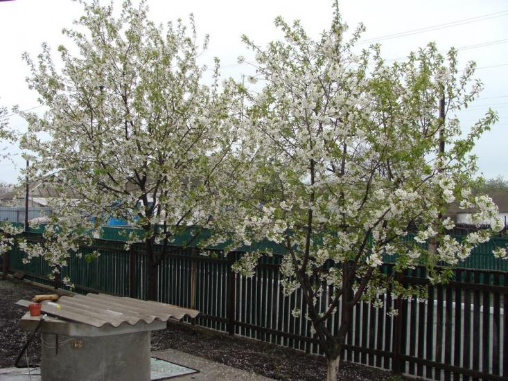 Трушки з panoramio.com - Трушки