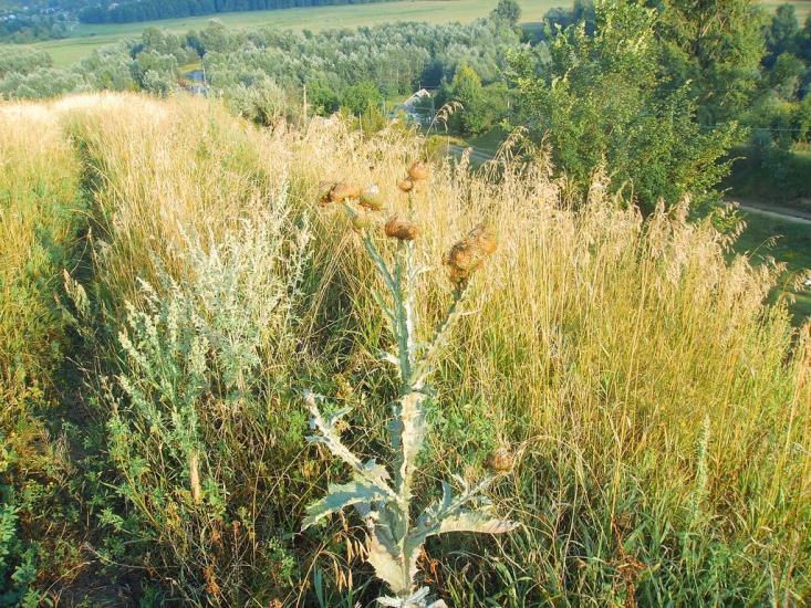 Малі Будища з panoramio.com - Малі Будища