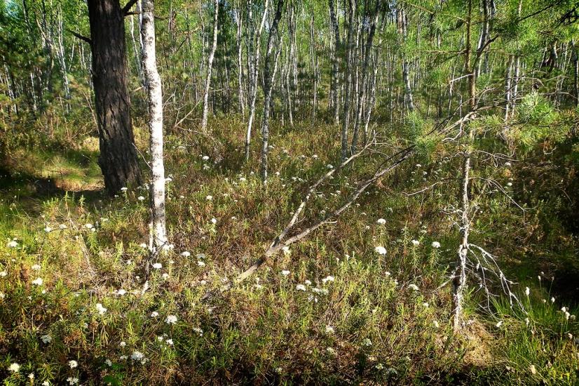 Грибова Рудня з panoramio.com - Грибова Рудня