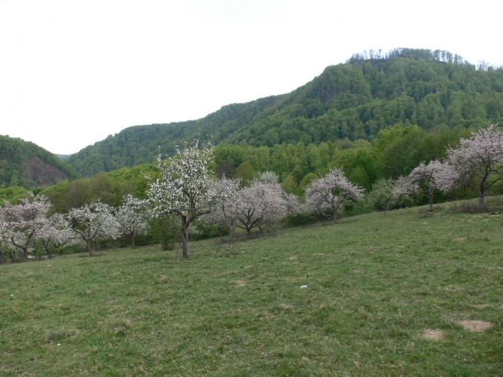 Бедевля з panoramio.com - Бедевля