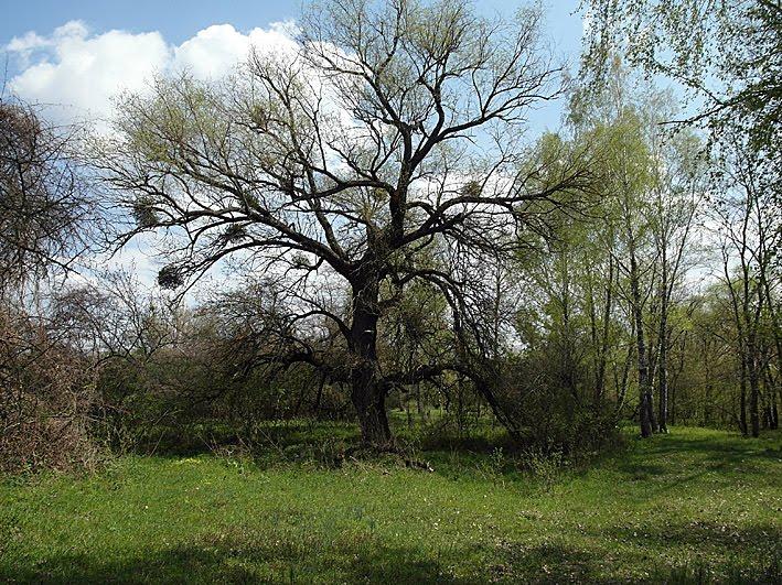 Вельбівка з panoramio.com - Вельбовка