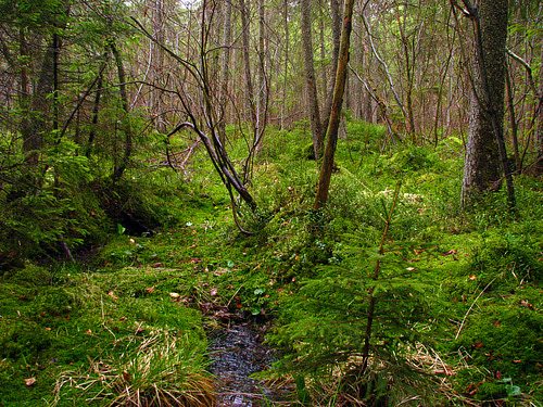 МШАНА - Мшана