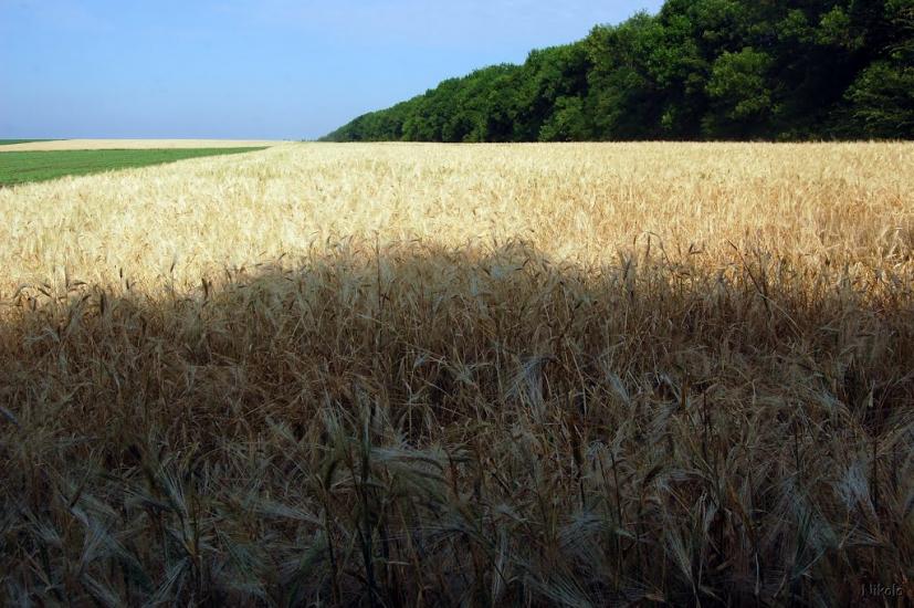 Булгаківка з panoramio.com - Булгаковка