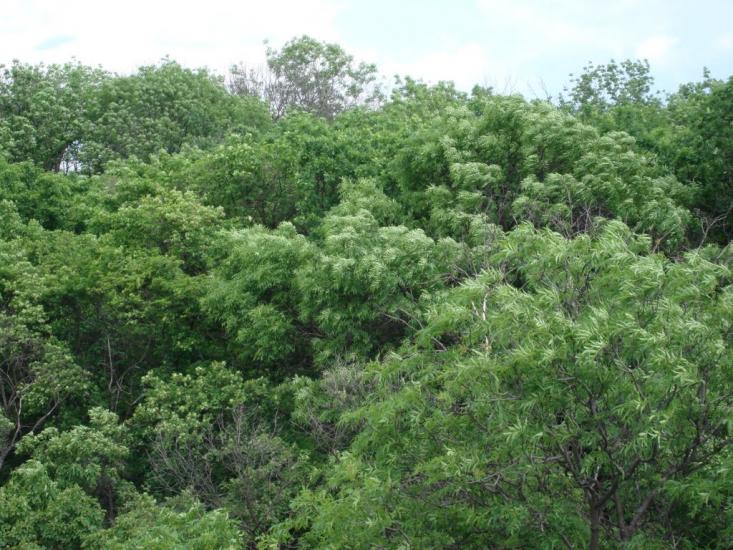 Оріхове з panoramio.com - Оріхове