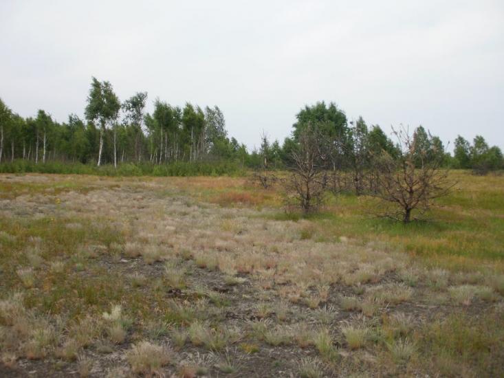 Римачі з panoramio.com - Римачі