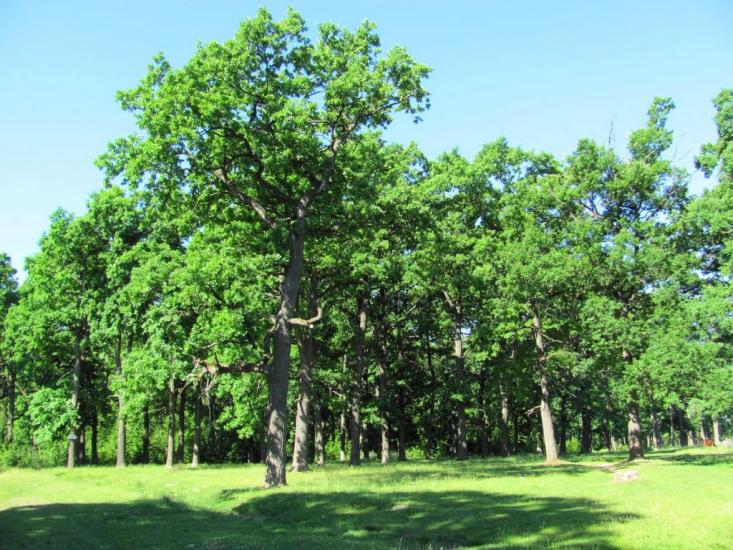 Чаква з panoramio.com - Чаква