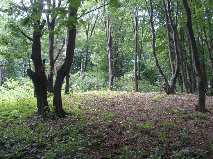 Зарванці з panoramio.com - Зарванцы