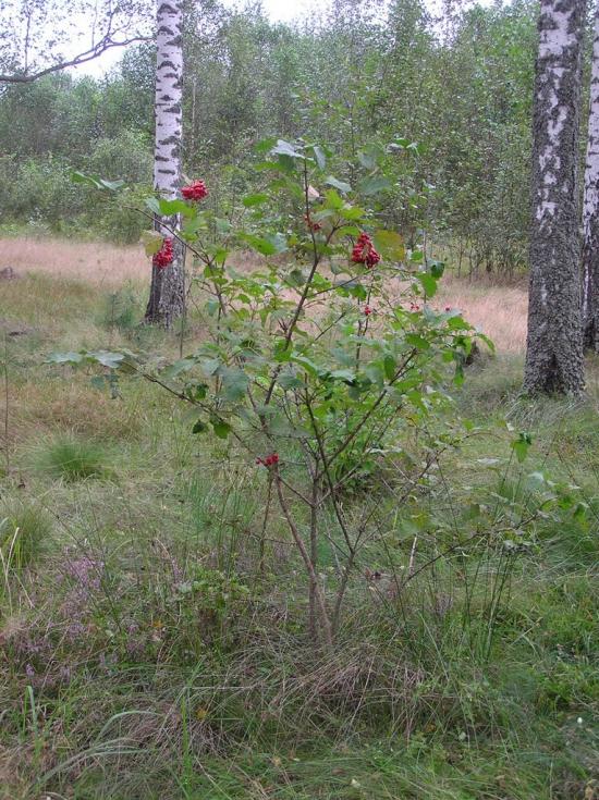 Горщик з panoramio.com - Горщик