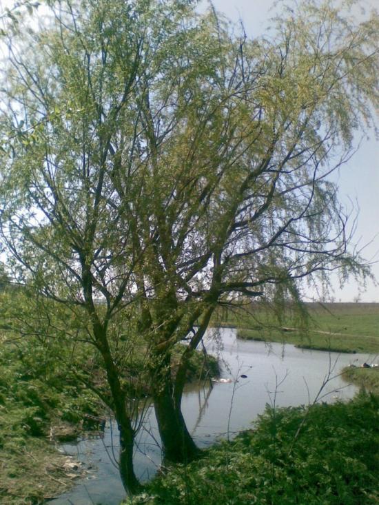 Чистоводне з panoramio.com - Чистоводное