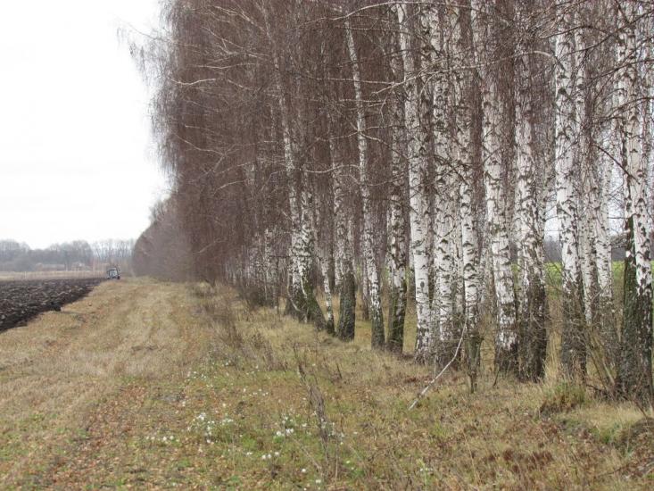 Лісова Лисіївка з panoramio.com - Лісова Лисіївка