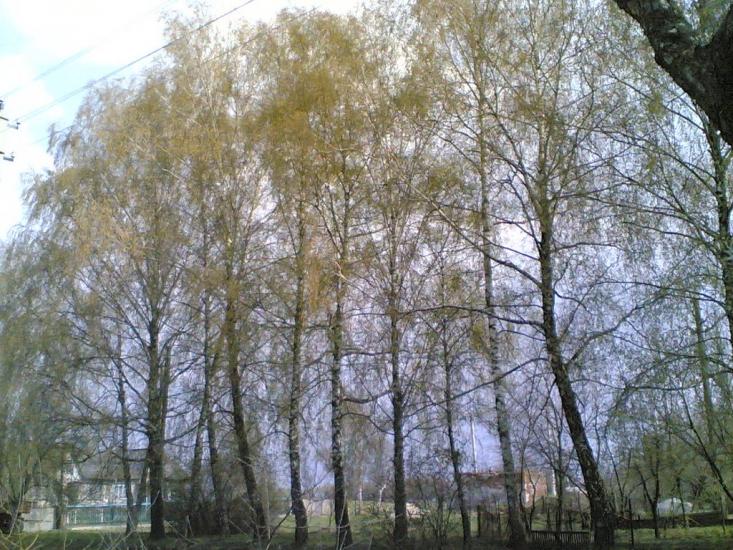 Олишівка з panoramio.com - Олишівка