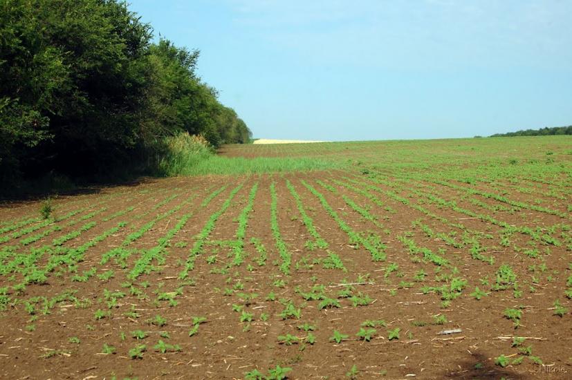 Булгаківка з panoramio.com - Булгаковка