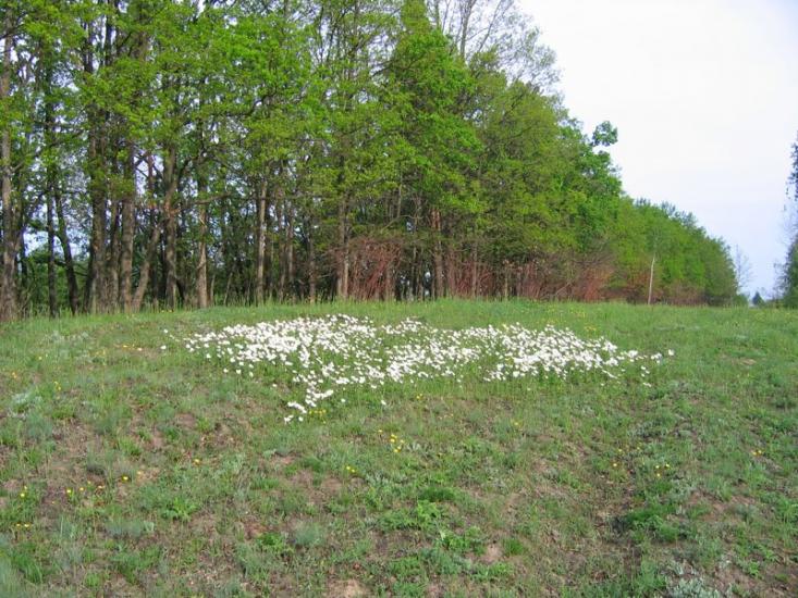 Великі Дмитровичі з panoramio.com - Великие Дмитровичи