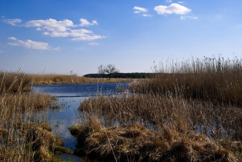 Ялинці з panoramio.com - Jalyntsi