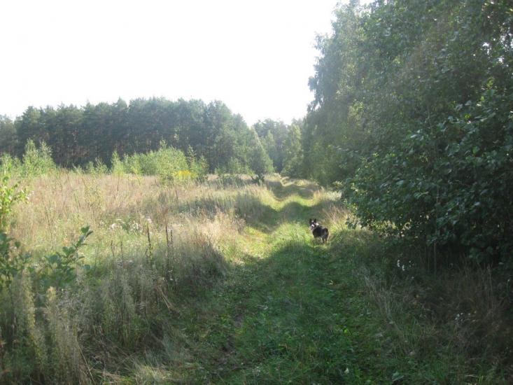 Дітинець з panoramio.com - Детинец