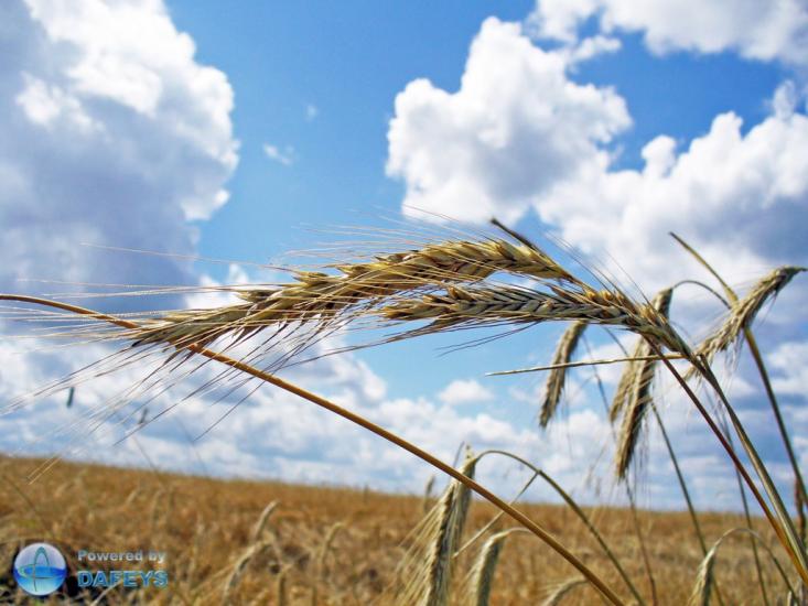Березняки з panoramio.com - Березняки