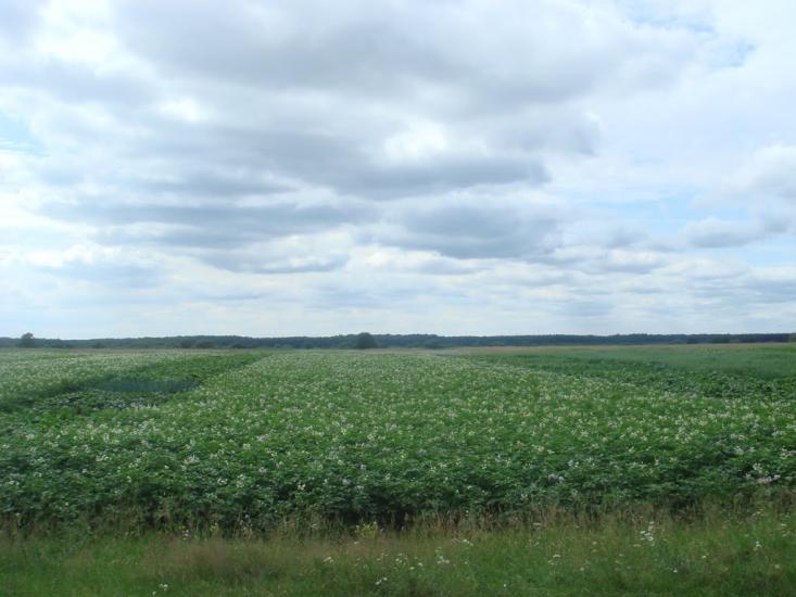 Куликовичі з panoramio.com - Куликовичі