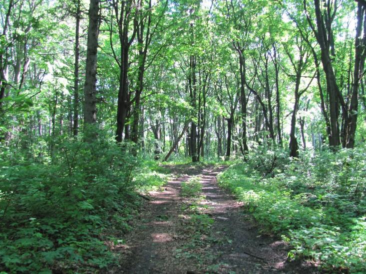 Добринівці з panoramio.com - Добрыновцы