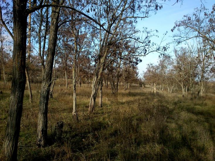 Суворове з panoramio.com - Суворово