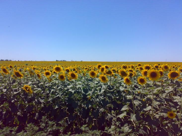 Новогродівка з panoramio.com - Новогродовка