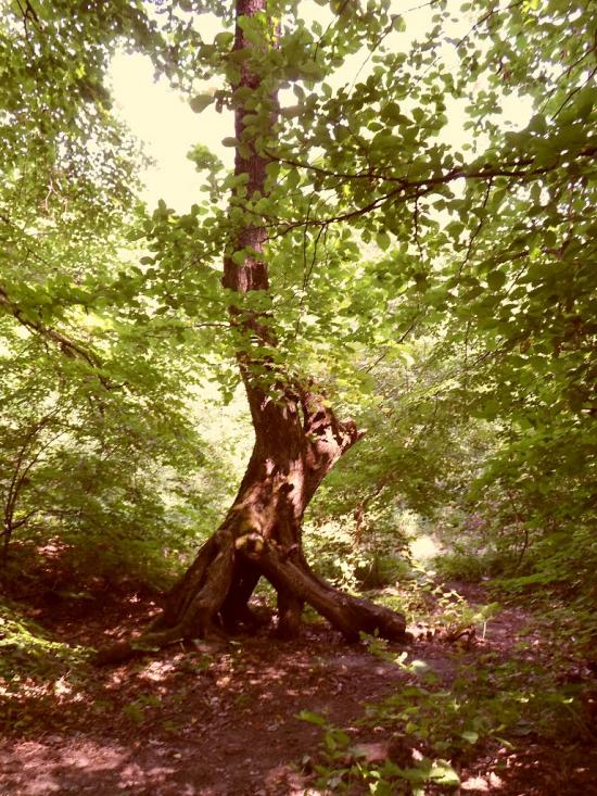 Куріпчине з panoramio.com - Kuripchyne