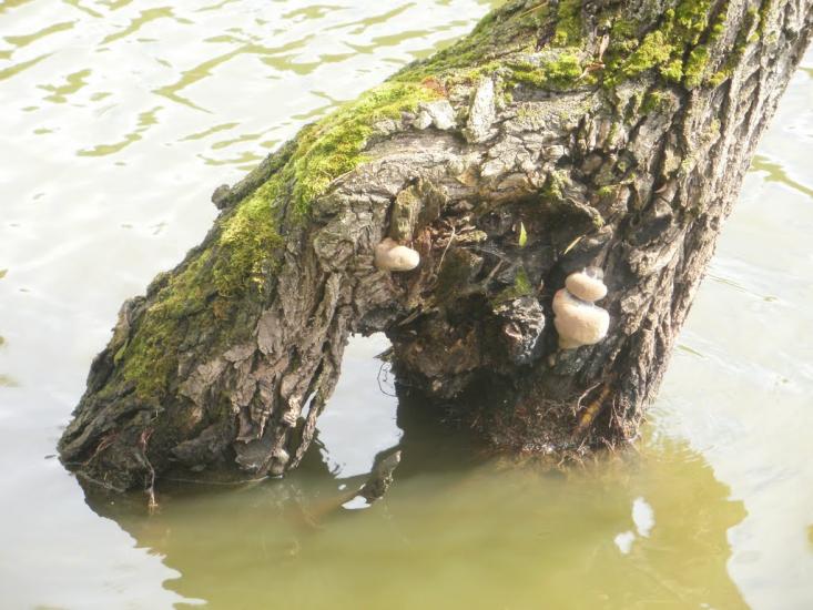 Чижівка з panoramio.com - Чижівка