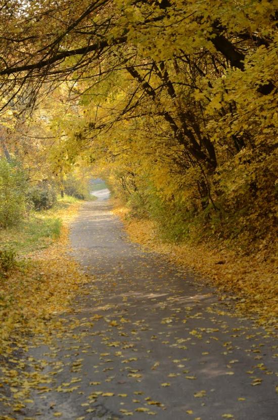 Великі Дмитровичі з panoramio.com - Великие Дмитровичи