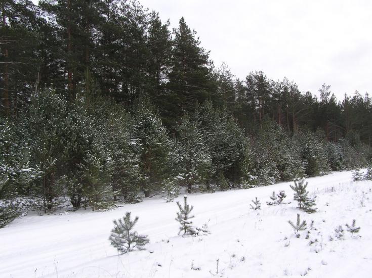 Горщик з panoramio.com - Горщик