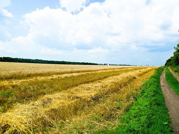 Білозерське з panoramio.com - Білозерське