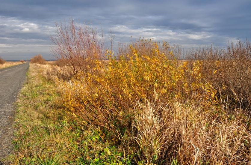 Липиці з panoramio.com - Липицы