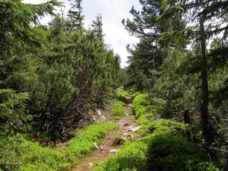 Кузьминець з panoramio.com - Кузьминец