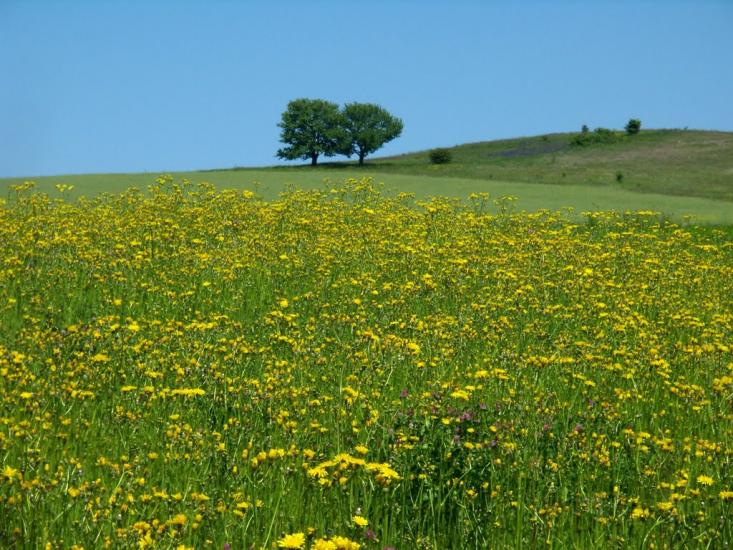 Добринів з panoramio.com - Dobryniv