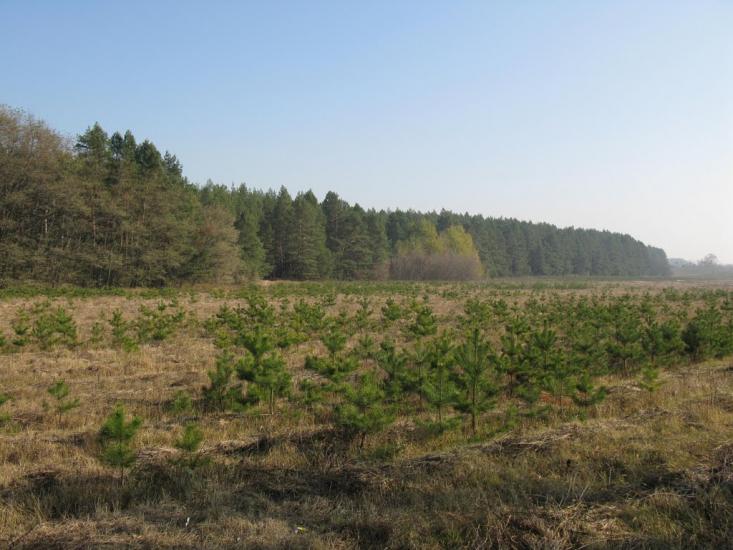 Бірки з panoramio.com - Бирки