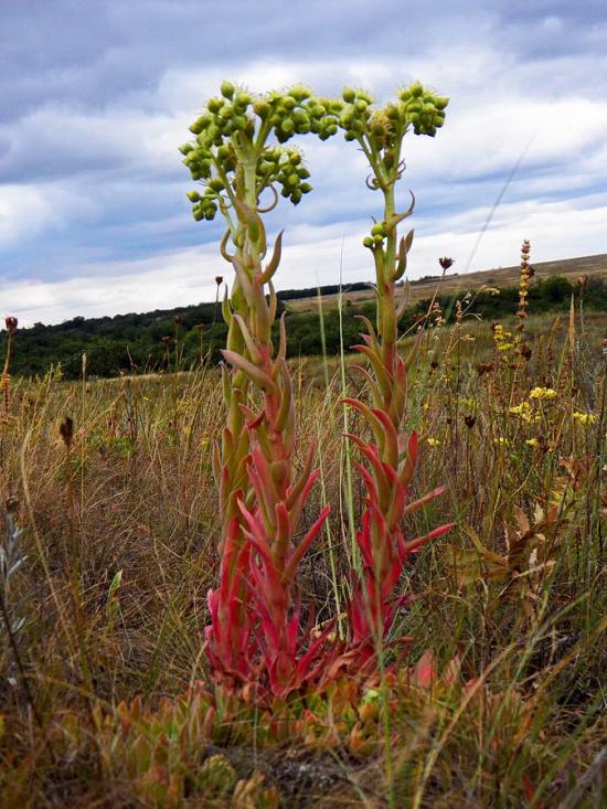 Нікішине з panoramio.com - Никишино