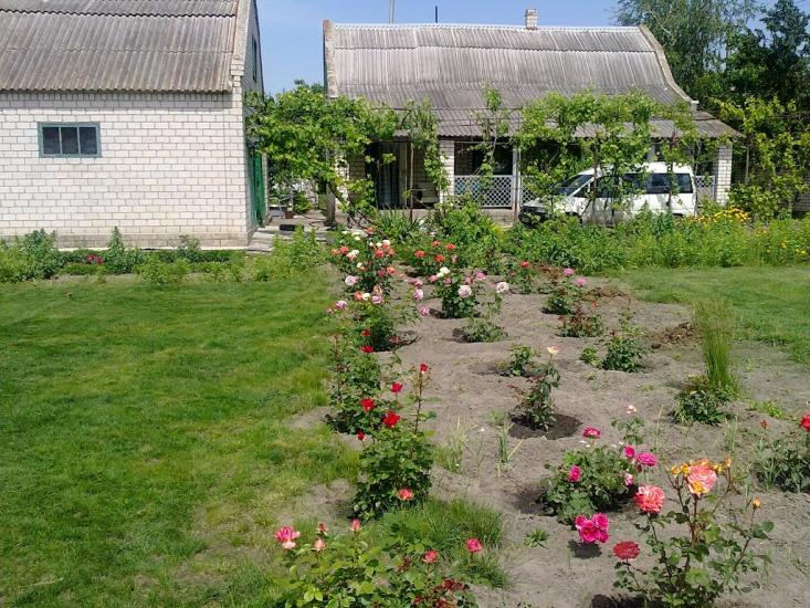 Нова Збур'ївка з panoramio.com - Нова Збур'ївка