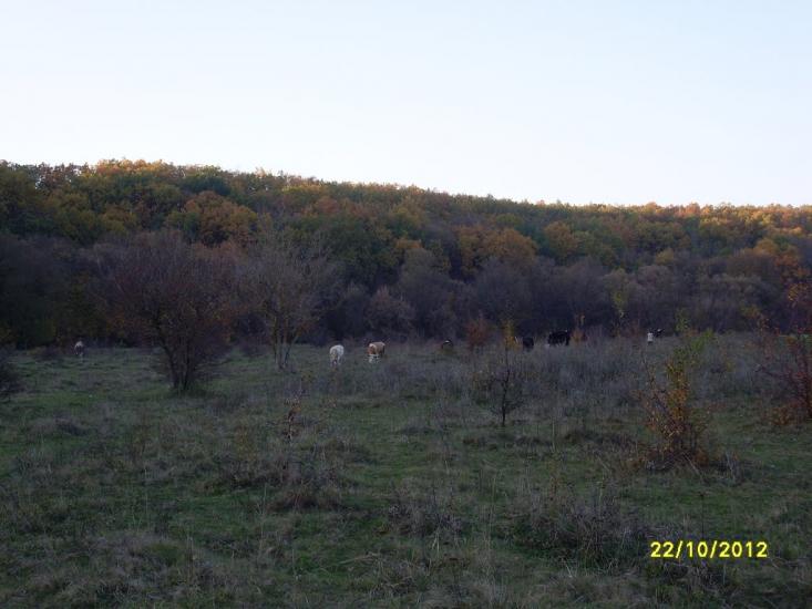 Коржова з panoramio.com - Коржова