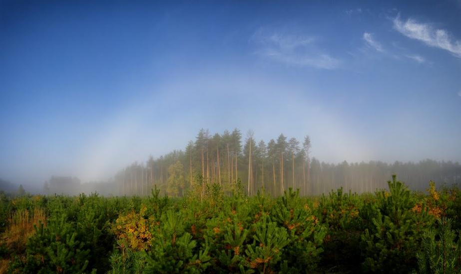 Грибова Рудня з panoramio.com - Грибова Рудня