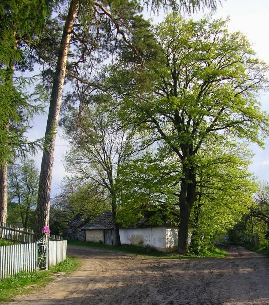Добринів з panoramio.com - Dobryniv